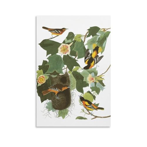 generic Baltimore Oriole by John-James Audubon John J. Birds of America 12 Picture Print Canvas Poster Wall Paint Art Posters Decor Modern Home Artworks Gift Idea 12x18inch(30x45cm), Unframe-style