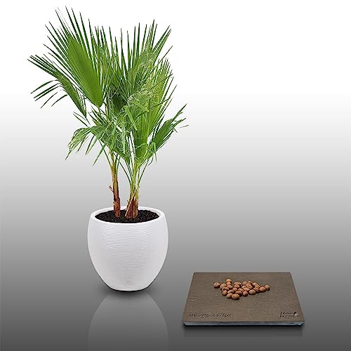 25 graines à semer - Le Grenier d'Abondance - WASHINGTONIA FILIFERA - Palmier résistant