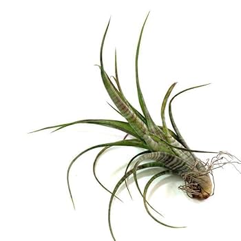 Amazon.co.jp: (現品) チランジア フレクスオーサ ツイステッド