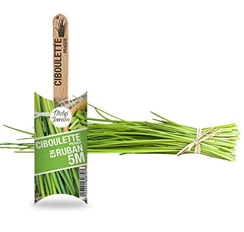 Ciboulette en ruban 5M