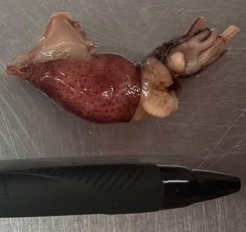 ボイルホタルイカ 目取り 500gx20P P約110尾 冷凍 業務用