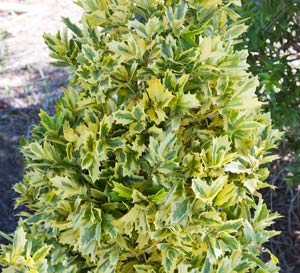 Golden Oakland Holly (2.5 Quart) Boldly Variegated Evergreen Shrub With Yellow And Green Foliage - Full Sun To Part Shade Live Outdoor Plant - Southern Living Plants #TOP24