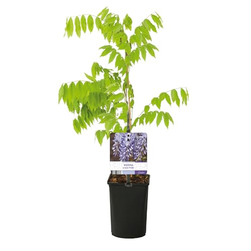 GreenboutiQ - Blauregen Pflanze Winterhart - Wisteria floribunda Prolific - Blüte Blau - 1 Pflanze - Topf 11cm Höhe 40cm