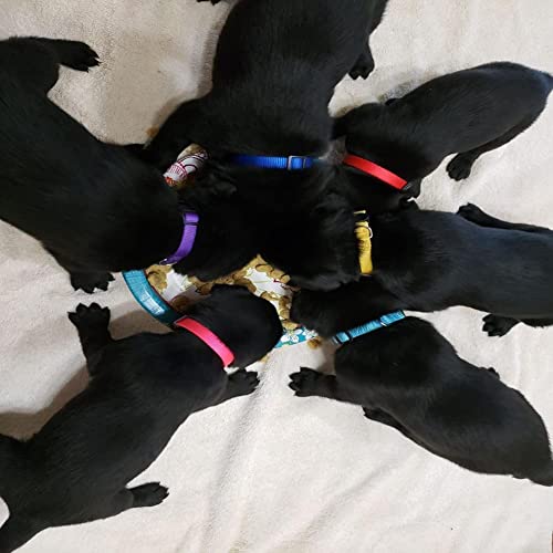 Image of Puppy ID Collars I Identification Soft Nylon I Puppy Collars, Adjustable Breakaway Safety I Whelping Litter Collars for Newborn I Puppies Kitten I Pack of-1 (10MM Plain Collar)