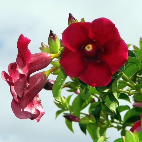 Genérico, Muda de Alamanda Vermelha 20 a 40cm AMK - Plantas Online