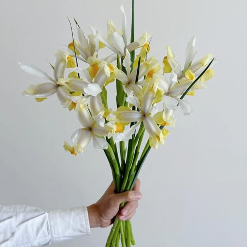 2 piezas bulbos de iris, Plantas de interior exóticas, bulbos de ajo ornamentales, plantas perennes resistentes. Bulbos de iris amarillo Apolo, Bulbos de flores de primavera, plantas