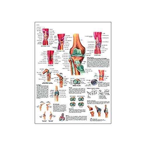 Image of 3B Scientific VR2174UU Glossy Paper L'articulation Du Genou Chart (Knee Joint Anatomical Chart, Frech), Poster Size 20 inch Width x 26 inch Height
