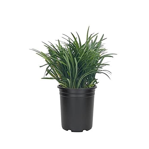 Mondo Grass Ophiopogon Japonicus | 12 Large Quart Size Plants | Live Shade Loving Evergreen Groundcover Plants