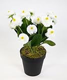 Seidenblumen Roß