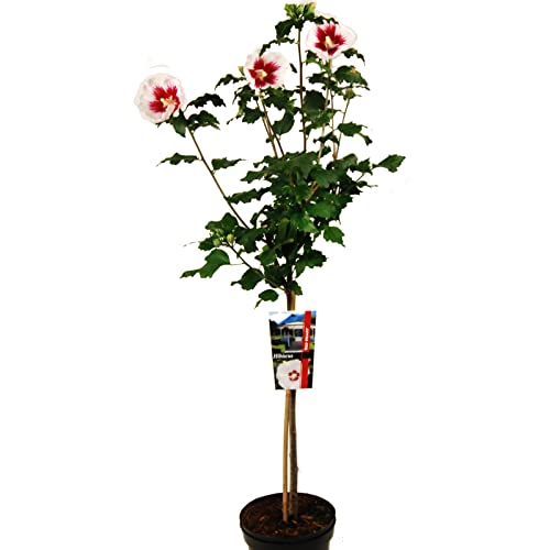 Hibiscus syriacus Red Heart oder Garteneibisch Red Heart auf Stamm