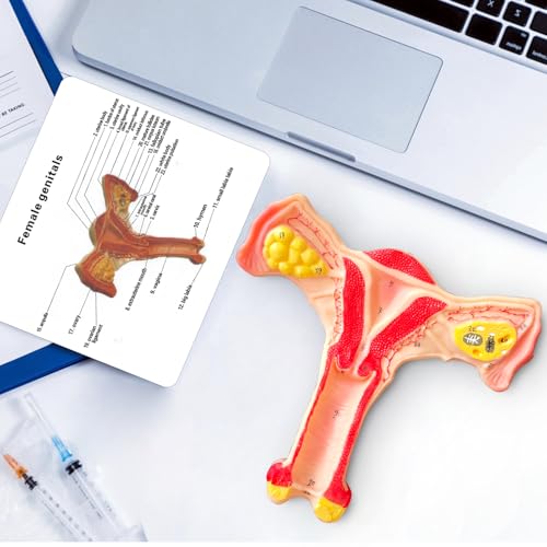 Image of SFXYJ Human Female Uterus Ovary Anatomy Model, Life Size Reproductive Organ shows Vagina Bilateral Ovarian with Product Manual Card and Base, PVC for School Teaching Demonstration and Research