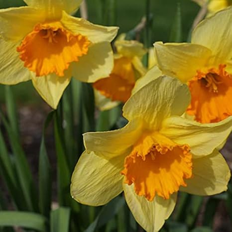 Amazon 水仙 スイセン スイセン球根 水仙球根 鉢植え 庭で栽培 ガーデニング 2 球根 黄色 花