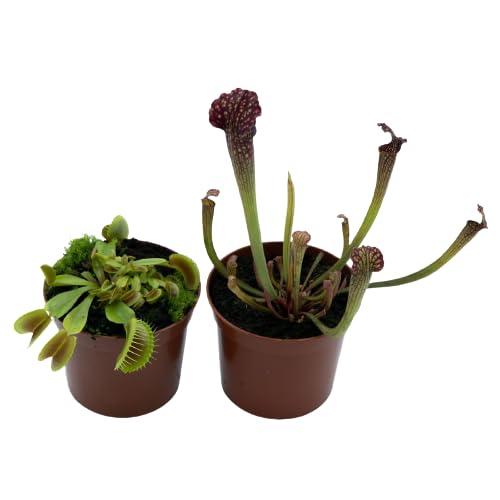 Sarracenia y Venus Plantas Vivas Carnívoras Repelentes de Insectos