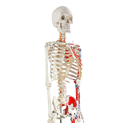 Image of breesky 70.8 Inches Human Skeleton Model for Anatomy - Life Size Medical Human Skeleton Model with Numbered & Painted Muscle Origin and Insertion Points Rolling Stand