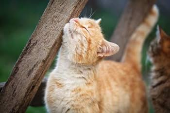 Treat Ürself cat fur coat Treat Ürself cat fur coat Complete Guide to Cat Fur Patterns