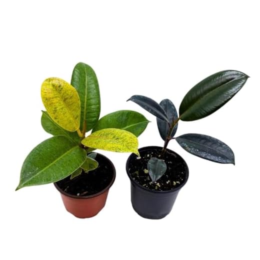 Variegated Rubber Plant Assortment