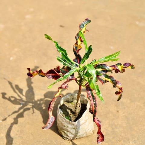Best Nursery Croton Deadlocks in 4 Inch Plant Nursery Bag-image-0