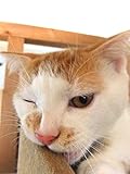 cat moe doubutsusyasinntyuu (Japanese Edition)
