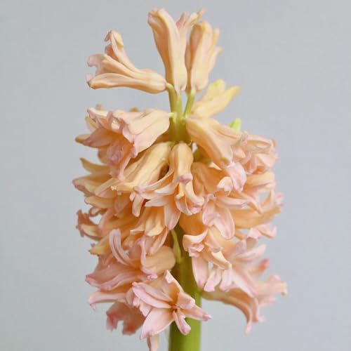 6bulbi di giacinto, decorazione, balcone di campo giacinti, decorativi, interno estate di selvatici