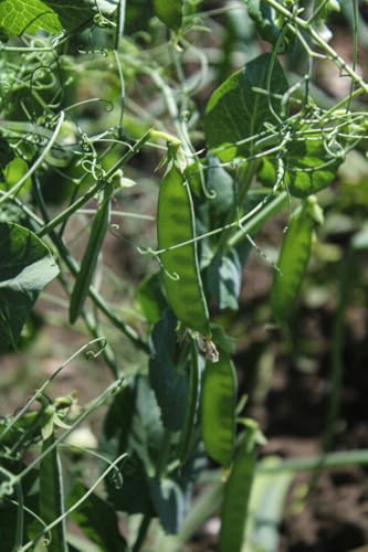 Viridis Hortus - 400 x Pea Oregon Sugar Pod Mangetout Vegetable Seeds (95.8g\'s Approx.)