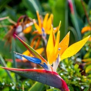 Strelitzia Bird of Paradise 5 Seeds + Plant tag + Freebie - Tropical Plant