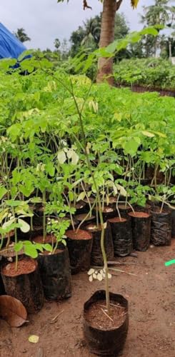 🅼🆅🅺🆁 Live Moringa Plant | Sehjan - Drumstick Tree (Muringa Medicinal Plant) (B0CZ4BFQXL) Amazon Price History, Amazon Price Tracker