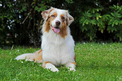Premium Textil-Leinwand 75 x 50 cm Quer-Format Bekannt wie ein bunter Hund. Australian Shepherd - Familienplaner hoch, Leinwanddruck von SiSta-Tierfoto