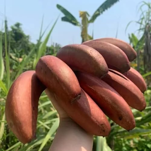 semi di banana banana colonnari espaldera Letti elevati per giardino perenni resistenti semi di resistenti per 150pcs