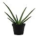 Costa Farms Aloe Vera Live Indoor House Plant, 10 Tall, Ships in 4-Inch Grow Pot