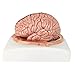 EVOTECH SCIENTIFIC Human Brain Model w/Arteries, 7 Parts Life Size Anatomy Brain Model on a Base Show Horizontal Plain Through Eyeball Level for Science Classroom Study Display, Manual Included