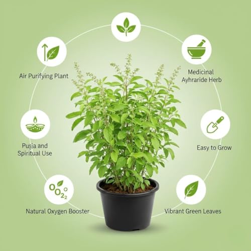 Image of Tulsi Live Plant with Pot | Green Krishna Rama Holy Basil Medicinal Ayurvedic Herb Plant | Sacred Pooja Indoor Outdoor Plant for Home Garden Balcony Terrace Decor | Pack of 1