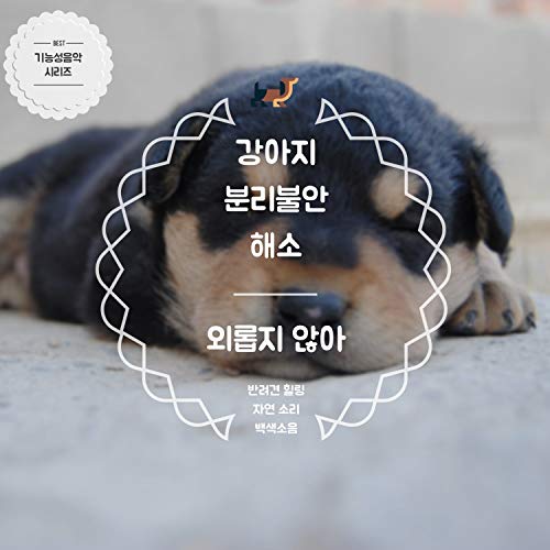 Relieving Dogs' Separation Anciety - I'm Not Lonely
