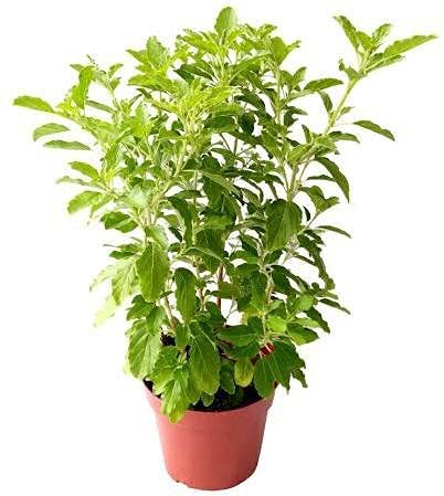 See full amazon price history chart for Growing Plants Original Rama Tulsa Ji Live Tulsi Medicinal Plant (Pack of 2) With Black Nursery Pot Growing Plants Original Rama Tulsa Ji Live Tulsi Medicinal Plant (Pack of 2) With Black Nursery Pot (B0CCRMS4K3) Amazon Price History, Amazon Price Tracker