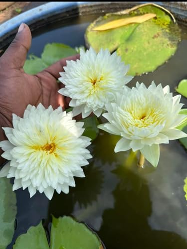 White Water Lily Flower Plant for Aquatic Gardens, (pack of 1)