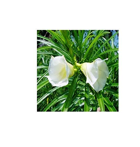Delorea Live White Kaner-Nerium Oleander Flower Plant With Pot (B0979H5GBB) Amazon Price History, Amazon Price Tracker
