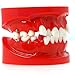 Dentalmall Dental Typodont Teeth Model 1:1 Practice Tooth Model with 4 Mini Bone Pegs Nails Screws for Dental Students,Orthodontist Teaching Explain Learning Props Anisodont Teeth Loss
