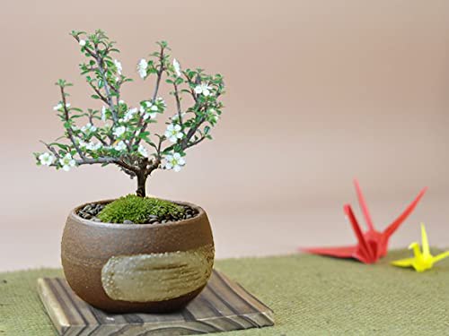 シグナル様①のみ小品盆栽 高卓算木 紫檀/ 盆栽台 花台 シグナル様①のみ小品盆栽 高卓算木 紫檀/ 盆栽台 花台 - メルカリ