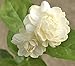 Produktbild PLAT FIRM GERMINATIONSAMEN: Jasmin âGroÃherzog der Toskanaâ ~ Arabischer Jasmin, Arabische ~ Live Starter Pflanze