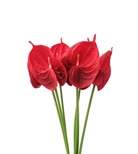 Meide Group USA 24" Real Touch Latex Artificial Tropical Anthurium Lily Flowers for Home Decor (Pack of 6) (Red)