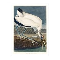 OUR ART: This collection features vintage bird illustrations by John James Audubon, renowned for his detailed and lifelike depictions of North American bird species. Each print captures Audubon's meticulous attention to anatomy and nature, offering a...