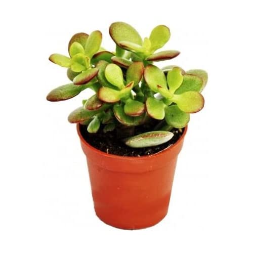Crassula Ovata Natural Planta Crassa Ideal para Decorar el Hogar