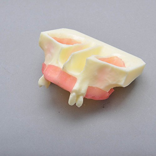 J&J Ortho Sinus Lift Practice Dental Model