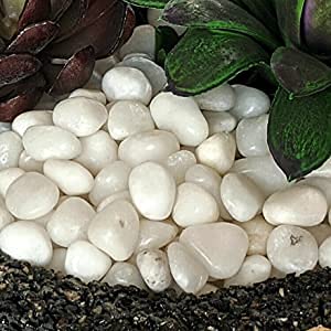 See full amazon price history chart for FAYMON Rocks for Succulent Plants or Bonsai Garden, White Decorative Gravel Pebbles for Plants(White,10 to30MM, 950 Gram) FAYMON Rocks for Succulent Plants or Bonsai Garden, White Decorative Gravel Pebbles for Plants(White,10 to30MM, 950 Gram) (B09CHMFXT9) Amazon Price History, Amazon Price Tracker