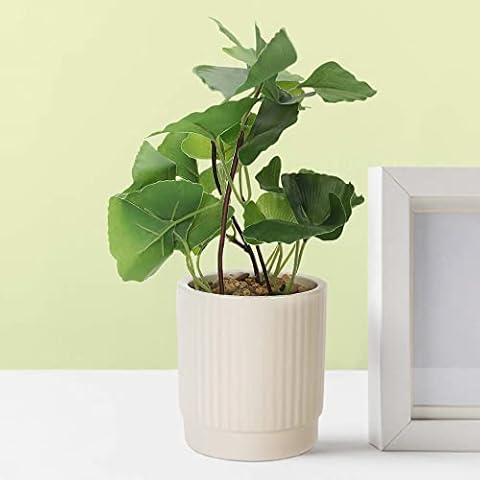 Anko Artificial Plant & White Ceramic Pot (Potted Plant) | Decorative Item for Home, Office, Bedroom, Balcony, Living Room | Table Top Accessory | Natural Look Artificial Plant | Plant for Home Décor Cover