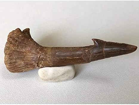 Amazon Co Jp オンコプリスティス ノコギリエイ目 棘の化石 58 5mm ホビー 通販