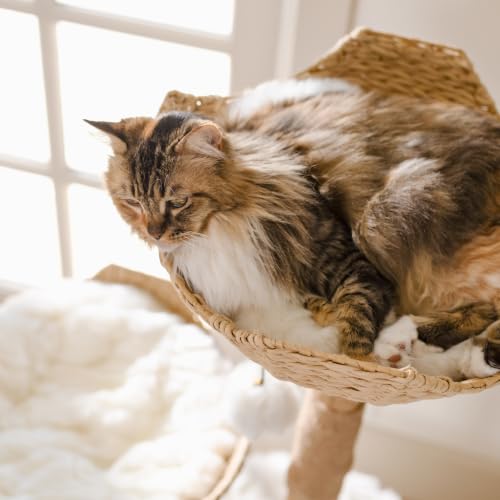 Image of Mau - Modern Cat Tree Tower, Real Branch Wood Condo for Large Cats