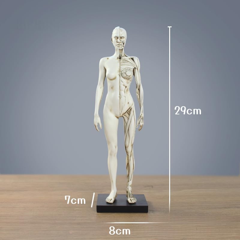 Aoccqkf 男性と女性 人体モデル 人体模型 1セット 11インチ 約30cm 人体筋肉模型 樹脂 筋骨格 研究 彫刻スタンド付