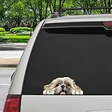 Funny Shih Tzu Dog Can You See Me Now Transparent Car Window Decal, 3D Shih Tzu Cute Dog Hiding Car Sticker, Happy Shih Tzu Bumper Sticker for Shih Tzu Lover Window Decoration, Car Accessories