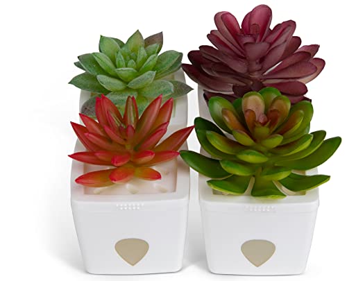 Zendozones Fruit Fly Trap With Zendo Lure, Mellow Molly With Plastic White Base, Refillable And Reusable #TOP5