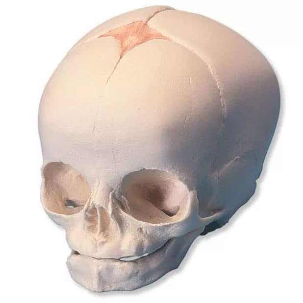 Fetal Skull Model ✮ (Child Skull Anatomical Model) ✮ Premium Quality ✮ Extremely Detailed Anatomical Structures ✮ MYASKRO (B0BR8BZZJY) Amazon Price History, Amazon Price Tracker